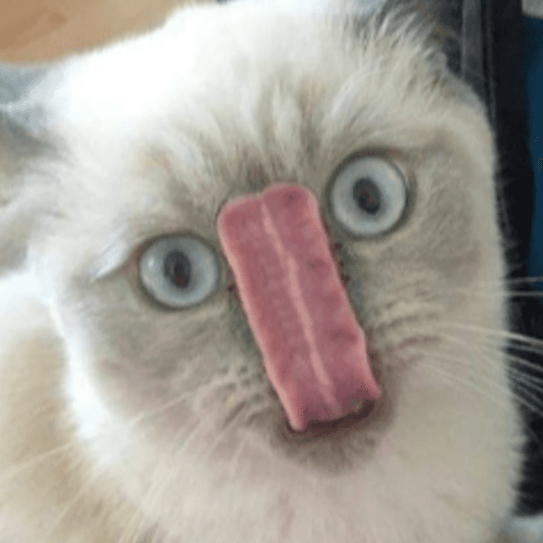 Мемные котики