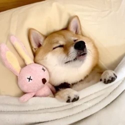 Жизнь домашних пушистиков