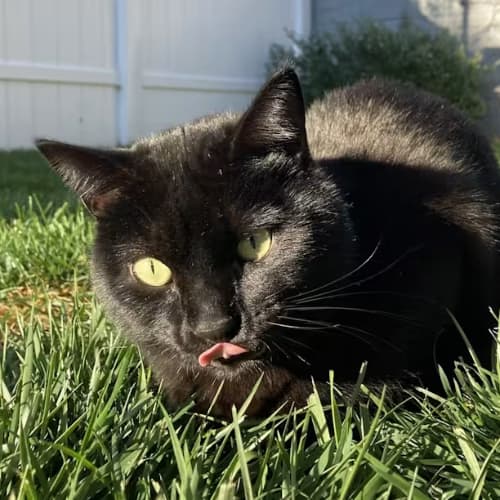 Алиса Воробьева