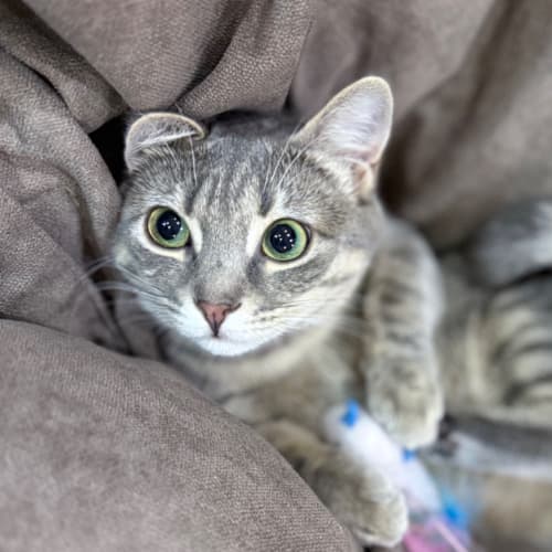 Селена Бурлакова