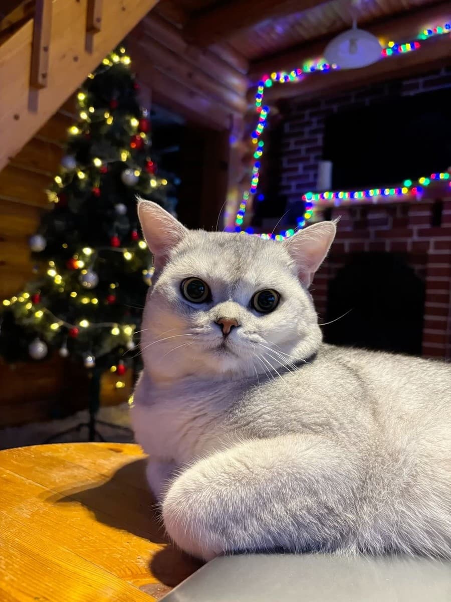 Герман медиа 2