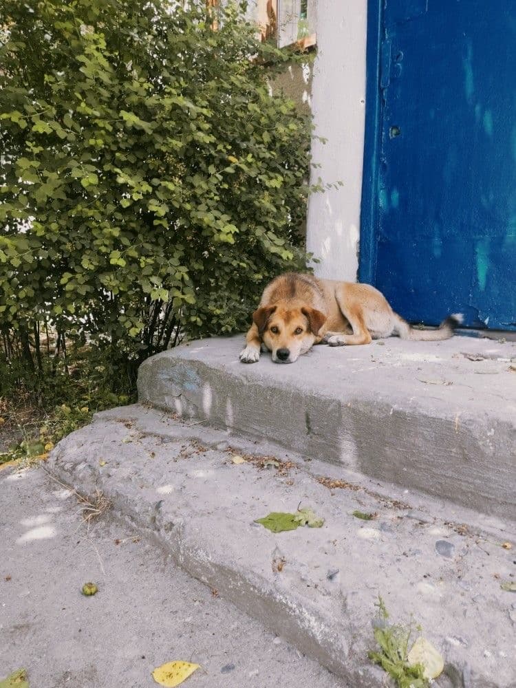 Отдам в добрые руки