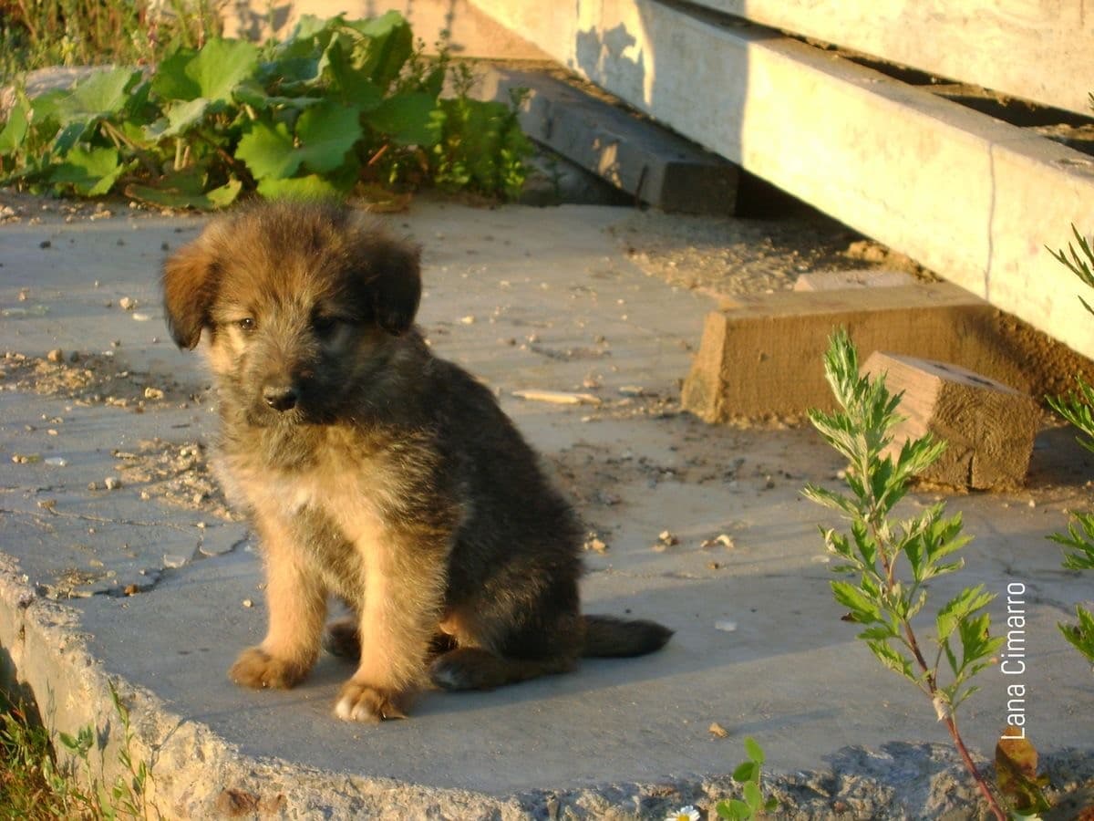 Щенок бублик