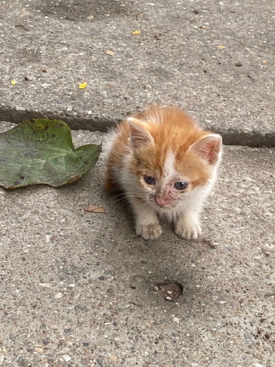 Найдет котенок