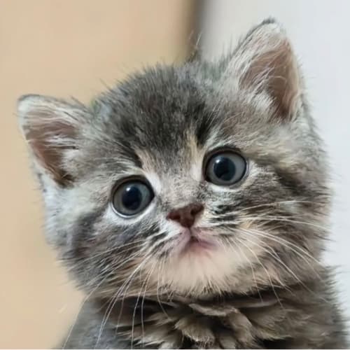 Дом для кошек